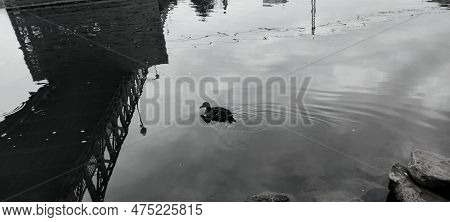 A Duck In The Water Under The Bridge On The Morava River, Black Fairy Photo, Uherske Hradsite, Photo