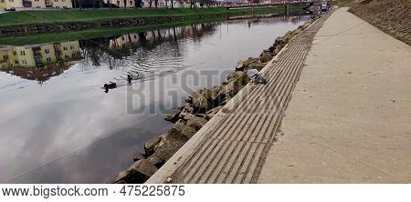 View Of The Morava River In Which Ducks Swim, Pigeons On The Bank, Uherske Hradiste, Photo