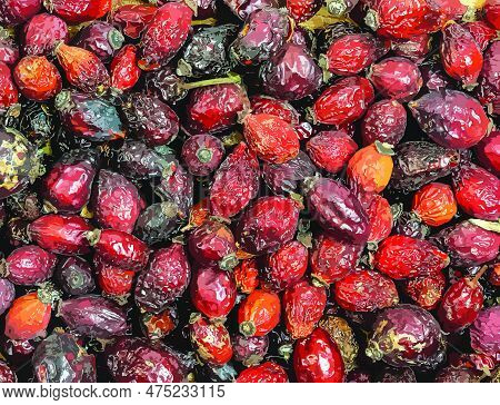Vector Illustration Of Background Made Of Dry Rose Hips. Fharmaceutical Raw Materials. Healing Herbs