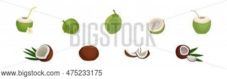 Whole And Halved Coconut Showing Copra Vector Set