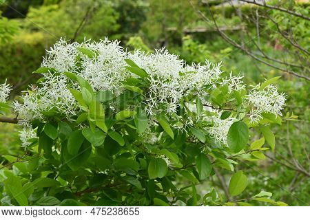 Chinese Fringe Tree ( Chionanthus Retusus ) Flowers. Oleaceae Dioecious Deciduous Tree. Many White F