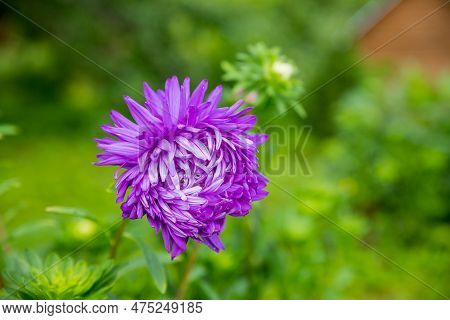 A Purple Aster Bloomed In The Garden. Purple Flowers In Autumn. In The Garden There Is A Purple Chry
