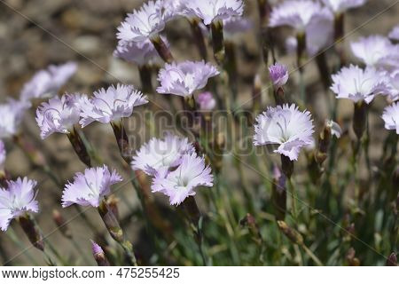 Pink Whatfield Wisp Flowers In The Spring