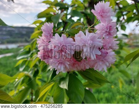 Bloomingtree, Early Spring, Beautiful View Attracts The Eye, Romantic Mood, Desire For Freedom And A
