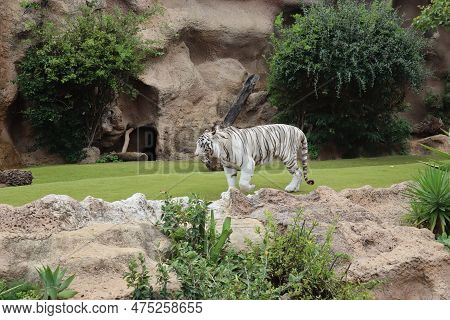 White Tiger At Loro Park , Loro Parque, Tenerife, Canary Islands, Spain