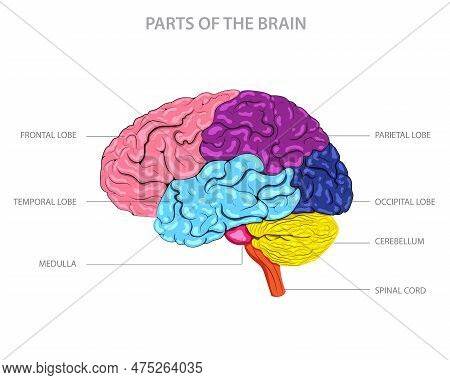 The Brain Has Several Key Parts Including The Cerebrum, Cerebellum, Brainstem, And Limbic System, Ea