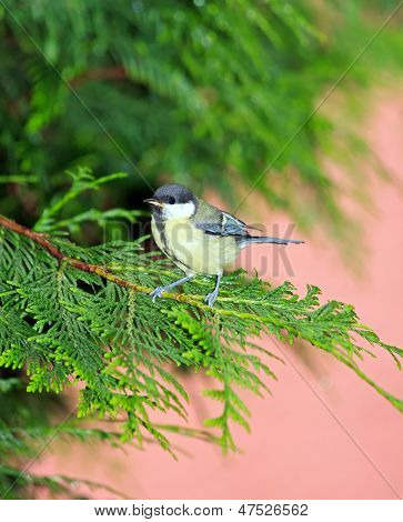 Tit ในสาขาของ thuja (ฝรั่งเศสยุโรป)