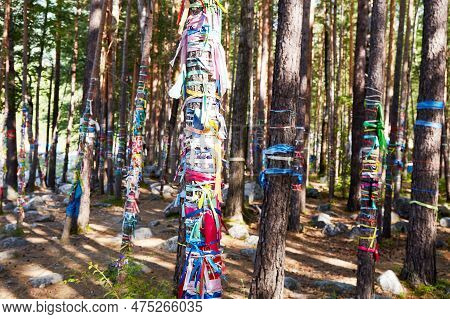 The Sacred Grove Of Buddhists. Multicolored Ribbons, Hadaks On The Trunks Of Pine Trees.