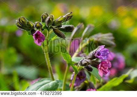 Close-up Of Blooming Flowers Pulmonaria Mollis In Sunny Spring Day, Selective Focus .closeup Detail 