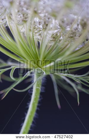 Blume
