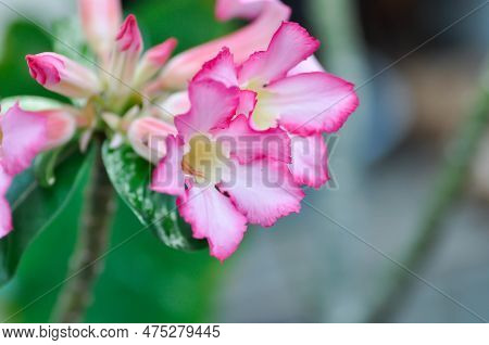 Pink Bignonia Or Desert Rose, Apocyaceae Or Adenium Obesum Or  Mock Azalea Or Pinkbignonia Or Impala