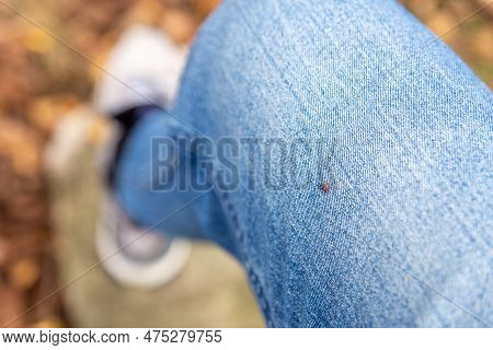 A Small Parasite Mite Found On The Blue Jeans, Pant Leg Of A Human. The Insect Is Tiny, Black, And A