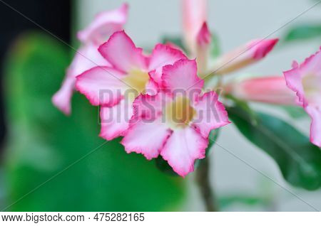 Pink Bignonia Or Desert Rose, Apocyaceae Or Adenium Obesum Or  Mock Azalea Or Pinkbignonia Or Impala