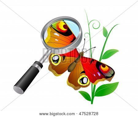Borboleta.
