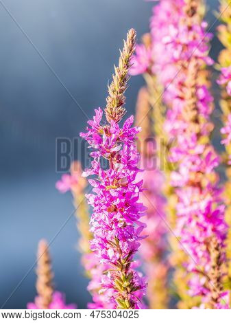 Summer Flowering Purple Loosestrife, Lythrum Tomentosum On A Green Blured Background.