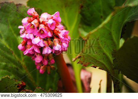 Bergenia Crassifolia Is A Flower Known As Heart Shaped Bergenia, Winter-flowering Bergenia, Korean E