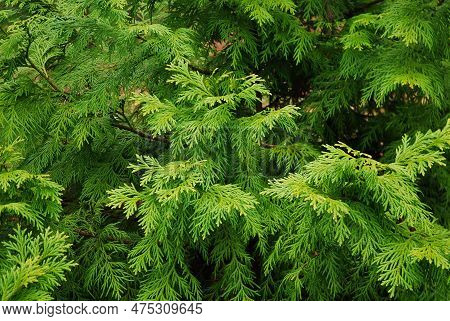 The Thujopsis Dolabrata Tree Grows In The Garden.