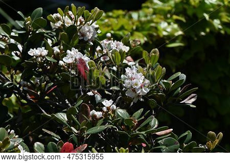 Indian Hawthorn ( Rhaphiolepis Indica ) Flowers.rosaceae Evergreen Shrub. Blooms From March To May.