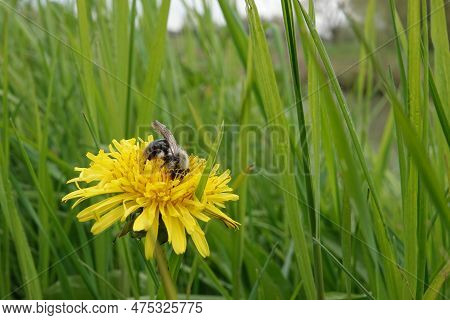 Natural Wide Angle Closeup On A Grey-backed Mining Bee, Andrena Vaga On A Dandelion In A Meadow