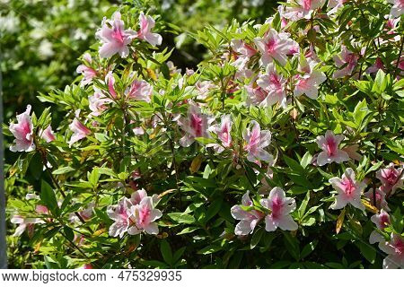 Azalea ( Rhododendron ) Flowers. Ericaceae Semi-deciduous Plants. Flowering Season Is From April To 