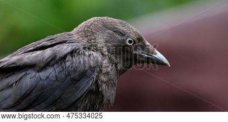 Jackdaws Are Two Species Of Bird In The Genus Coloeus Closely Related To, But Generally Smaller Than