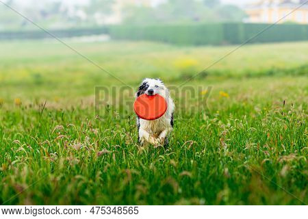 Blue Merle Border Collie Dog With Blue Eyes Running Happily In The Field And Playing Frisby. Happy D