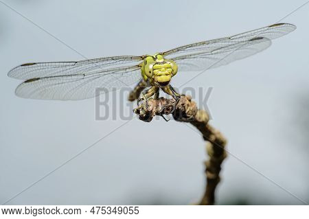 Large Green Dragonfly Female Green Snaketail (ophiogomphus Cecilia) On A Dry Twig Against The Sky