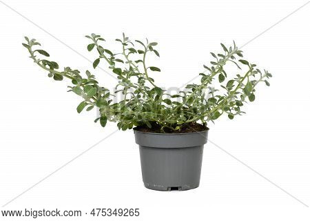 Potted 'helichrysum Petiolare' (botanic Name) Plant On White Background