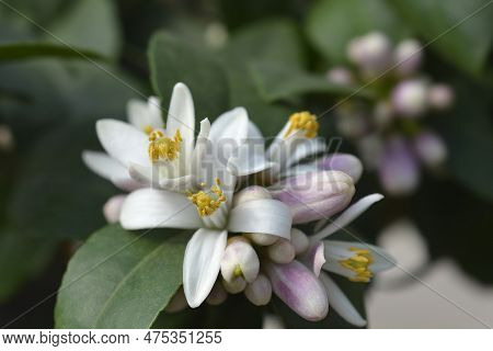 Meyer Lemon Flower Buds In The Spring
