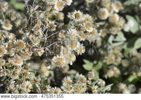 Everlasting Summer Snow Dry Flowers And Seed Heads