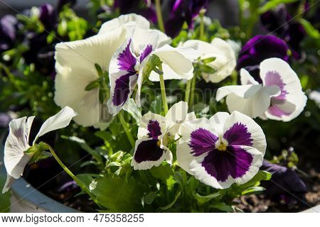 White Purple Pansies Sway In The Wind. Garden Background. Grow A Pansy Viola Flower In A Pot On The 