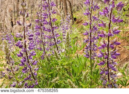 Purple Lupine Blooming In Bryce Canyon Wilderness Along The Under The Rim Trail