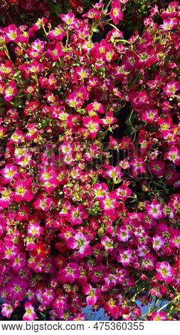 Saxifrage Purple Carpet Is A Hardy And Photophilous Plant With Beautiful Flowers In Early Spring.