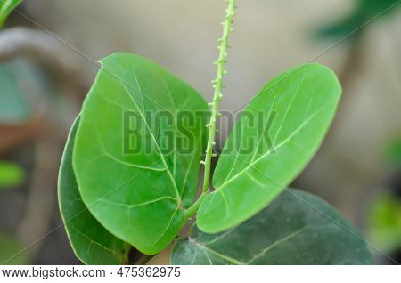 Coccoloba Uvifera , Sea Grape Or Polygonaceae And Flowers