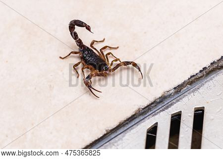 Scorpion Inside The Bathroom. Venomous Animal Near The Bathroom Drain. Need For Fingering, Poisonous