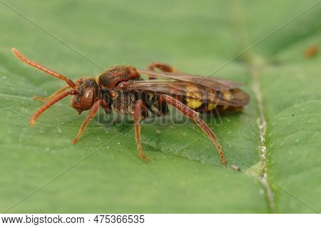 Natural Close-up On A Colorful Red Female Of The Flavous Nomad Bee, Nomada Flava On A Green Leaf