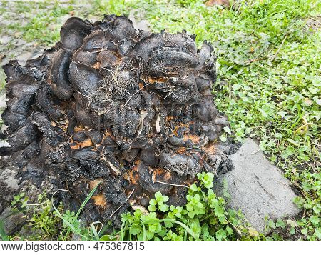 Top View And Selective Focus On The Burnt Old Tinder Fungus On The Grass Fomitopsis Pinicola.