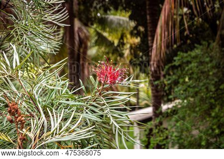 Calliandra, A Beautiful Flower That Has A Very Intense Red Color And Some White Parts.