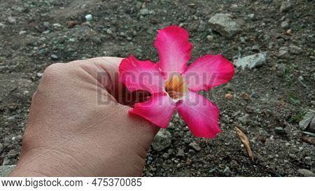 Adenium Arabicum Is Also Known As Cambodia Bali, Cambodia Japan