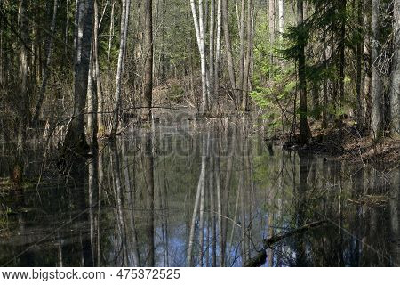 Primordial Protected Forests. Swampy Coniferous Forest In The Berezinsky Reserve. Spring. April.