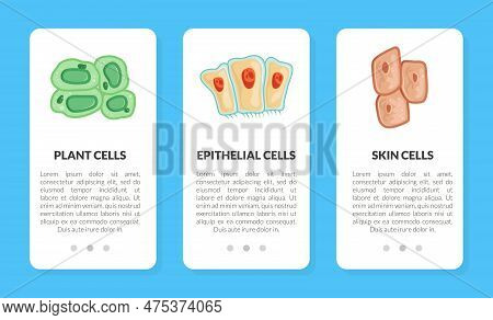 Human Cells Vertical Web Banner As Medicine And Biology Vector Template