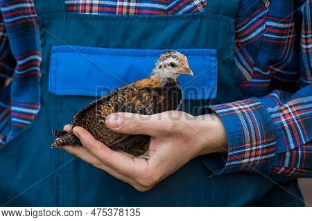Brown Dwarf Chicken In Farmer's Hand Close-up Poultry Farming Household.