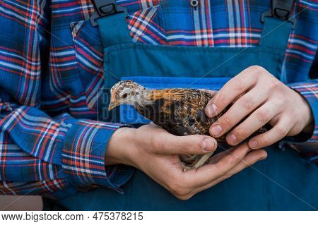 Brown Dwarf Chicken In Farmer's Hands Close-up Poultry Farming Household.