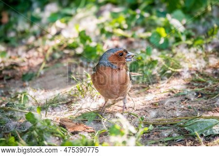 Common Chaffinch, Fringilla Coelebs, Sits On The Ground In Spring. Common Chaffinch In Wildlife.
