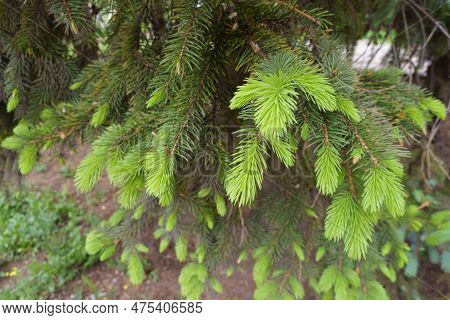 Bright Green New Growth On Branches Of Serbian Spruce In Mid May