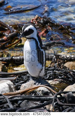 Penguin At Stony Point Of Betty's Bay, South Africa