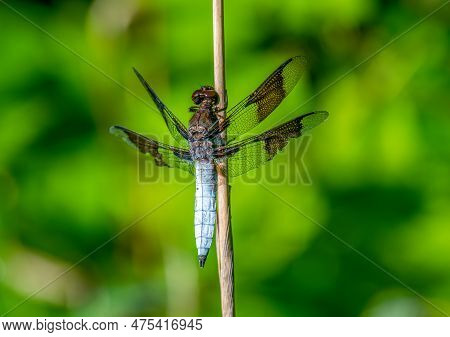 A Beautiful Common Whitetail Dragonfly Perched Against A Vibrant Green Background.