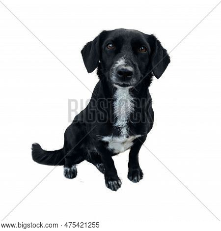 Smiling Black Dog With White Chest, Brown Eyes. Cute Dog Portrait Isolated On White Background