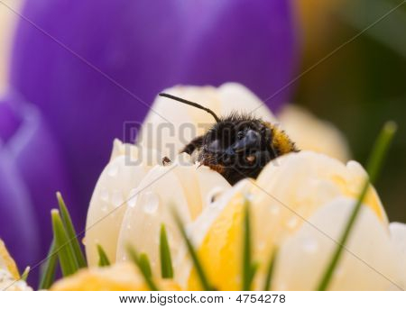 Ape su Crocus