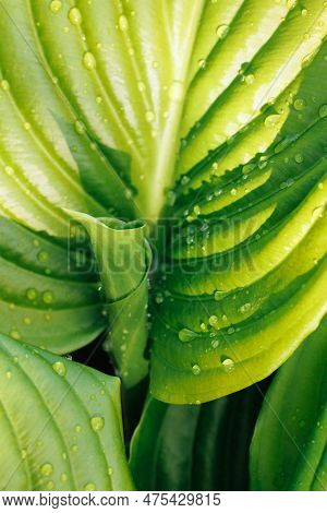 Close-up Of Large New Green Leaf Of Plantain Lily Funkia Hosta Covered With Water Rain Dew Drops Lit